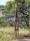 Young Giraffe Female