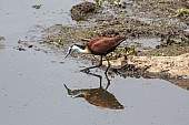 African Jacana