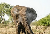 African Elephant Spraying Water