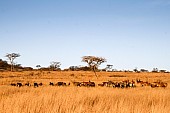 Wildlife and Acacia Trees, Wide View