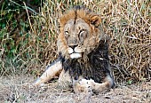 Adult Male Lion Looing into Distance