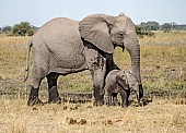 Mother Elephant with Baby