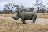 White Rhino Reference Photo