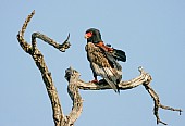 Adult Bateleur Eagle