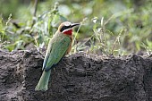 White-fronted bee-eater