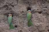White-fronted bee-eaters