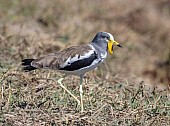 White-crowned Lapwing