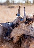 Blue Wildebeest, Head and Neck