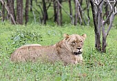 Lioness in green undergrowth