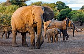 Elephant Female in Warm Light