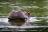 Hippo with Head Raised out of Water