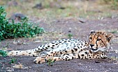 Young Cheetah Lying with Legs Outstretched