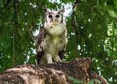 Verreaux's Eagle-Owl (Giant Eagle-Owl)