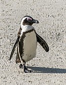 African Penguin