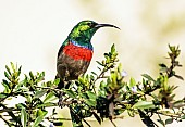 Southern Double-collared Sunbird on Freylinia branch