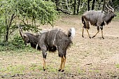 Nyala Antelope Displaying