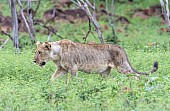 Lioness Profile View