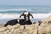 Black and White Goat on Rocks