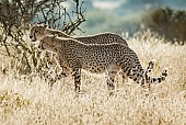 Cheetah Mother walking with Sub-adult cub