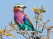 Lilac-breasted Roller Looking to Side