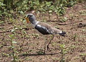 White-crowned Lapwing