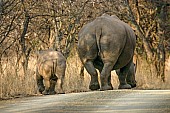 White Rhinoceros Mother and Calf Walking