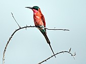 Carmine bee-eater