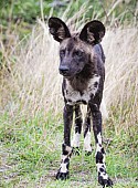 Wild Dog