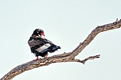 Bateleur Eagle