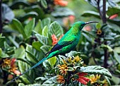 Malachite Sunbird in iridiscent green plumage