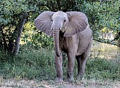 Elephant Feeding