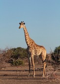 Giraffe Female Against Blue Sky