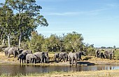Elephant Herd on River Bank