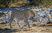 Leopard on the Move