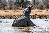 Elephant Bathing Reference Image