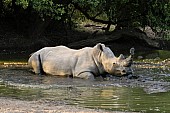 Rhino Taking Mud Bath