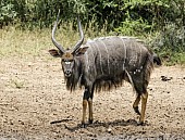 Nyala Male