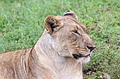 Lioness Close-up in Profile