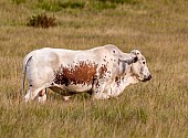 Nguni Bull Standing in Grassy Field