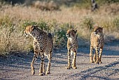 Cheetah Mother with Sub-adult Cubs