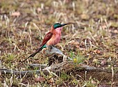 Carmine Bee-Eater on Dead Stump