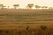 Kudu Bull in Grassland