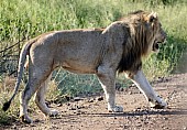 Lion Male Crossing Road