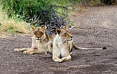 Lioness Pair