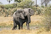 African Elephant Reference Photo