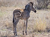 Zebra Foal