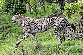 Cheetah Male, Profile View