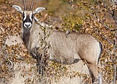 Roan Antelope