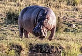 Hippo on River Bank