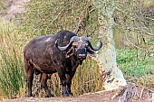 African Buffalo